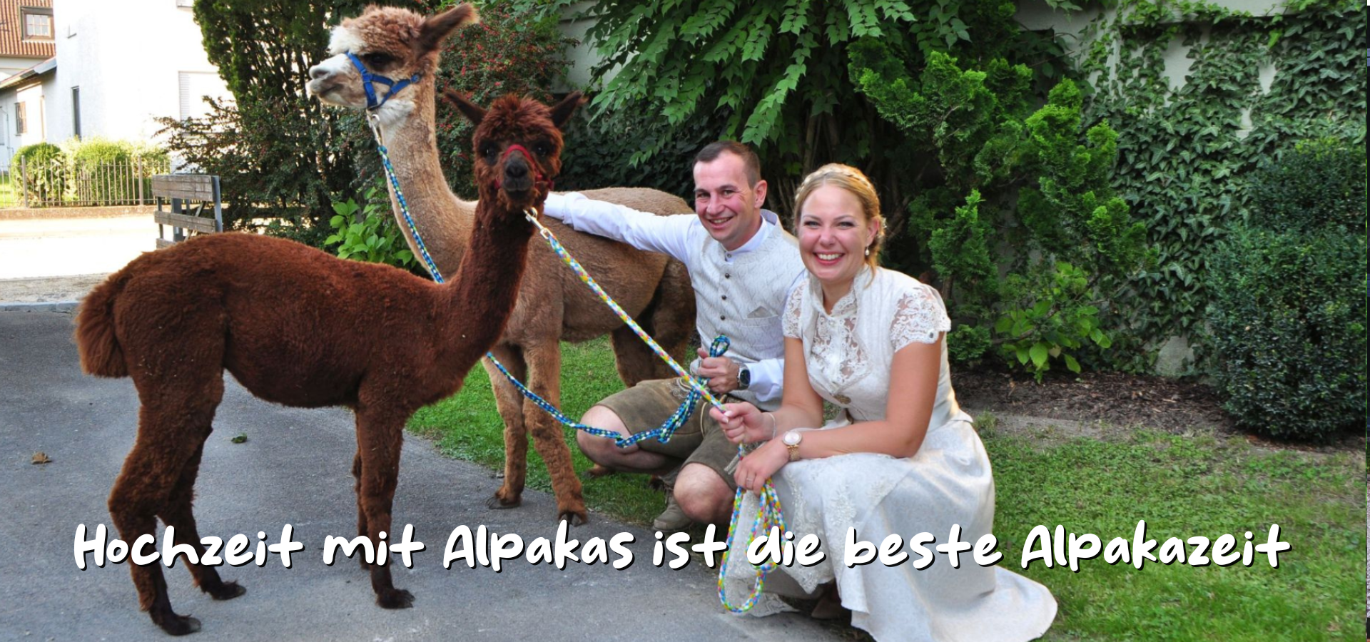 Brautpaar mit Alpakas und Text Hochzeit ist die beste Alpakazeit