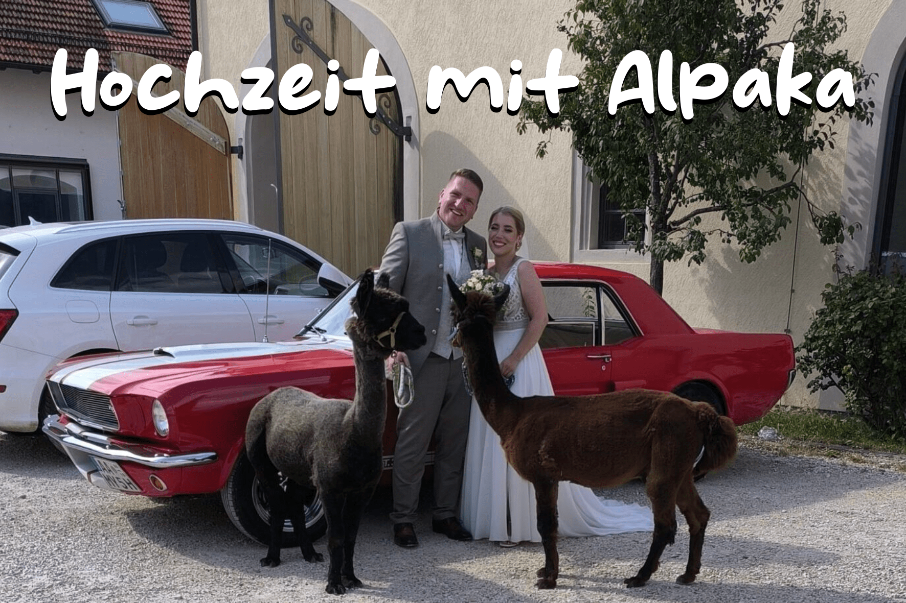 Hochzeit mit Alpakas