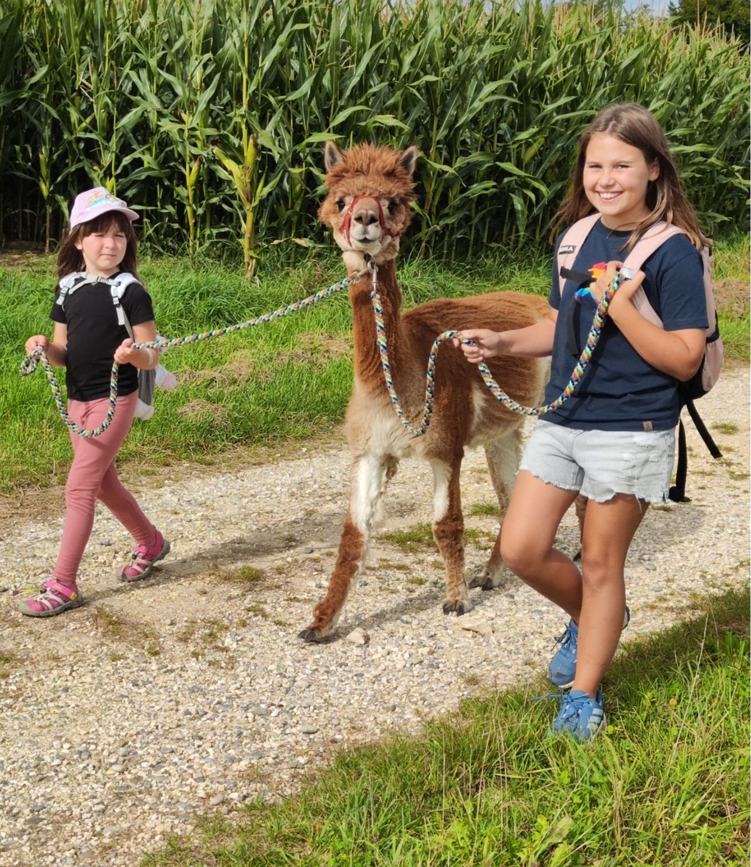 Kindergeburtstag mit Alpakas - Schönenberg Alpakas45 Zwei Mädchen laufen bei einem Kindergeburtstag mit einem Alpaka auf einem Weg bei Schönenberg Alpakas im Mindeltal.