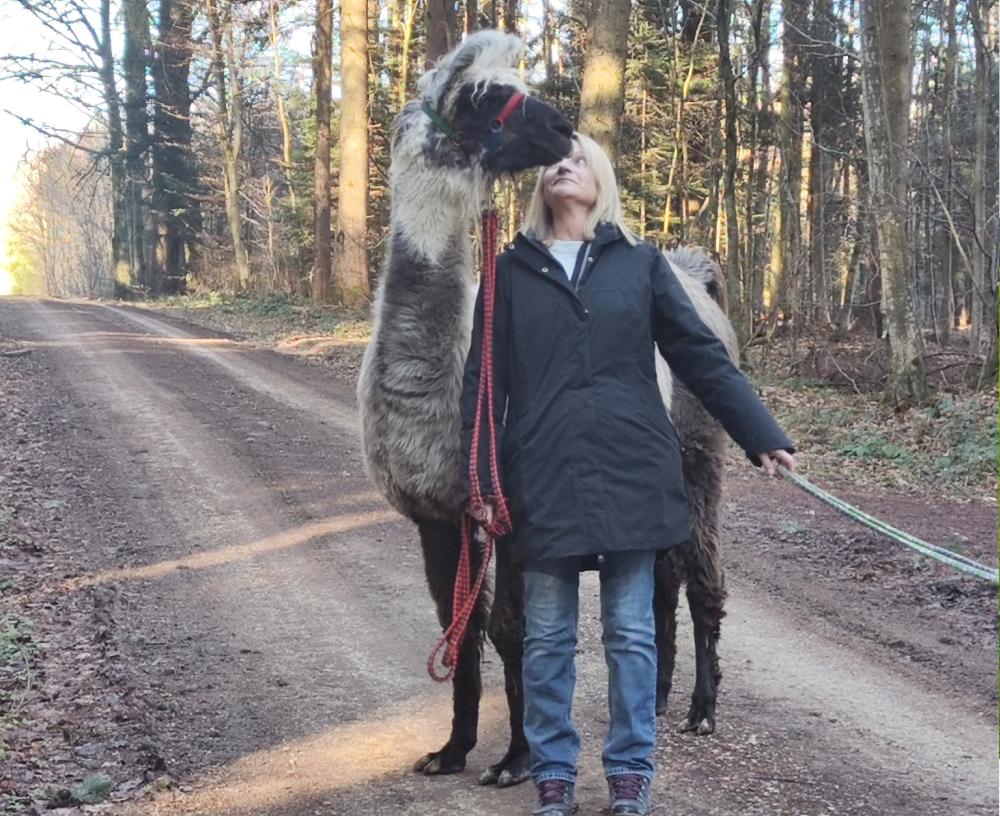 Lamawanderung im Mindeltal
