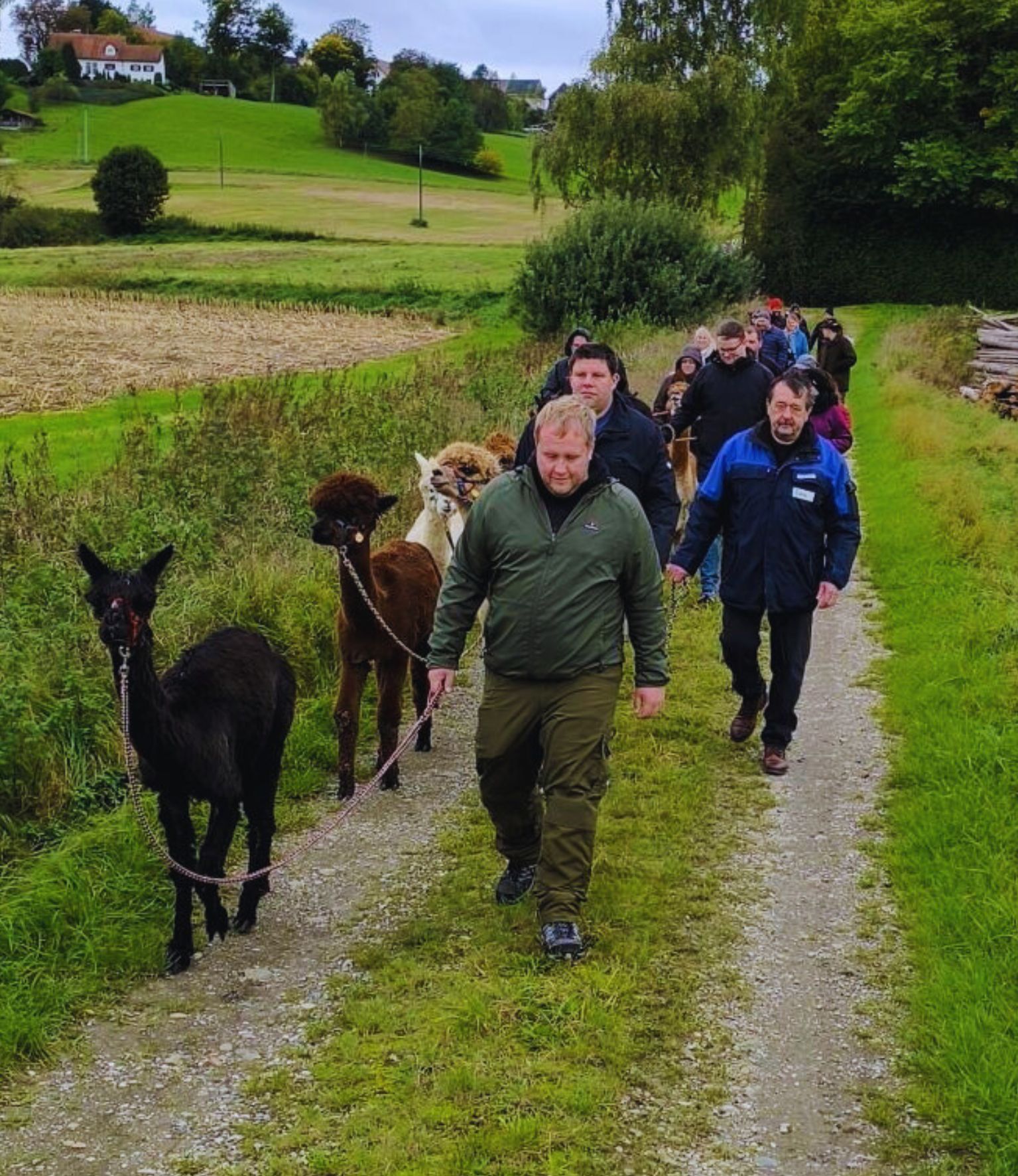 Eine Gruppe von Menschen bei einer Alpakawanderung mit Schönenberg Alpakas im Mindeltal, Jettingen-Scheppach