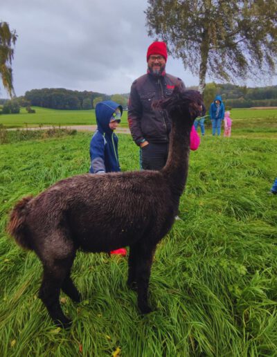 Alpaka steht auf grünem Gras.