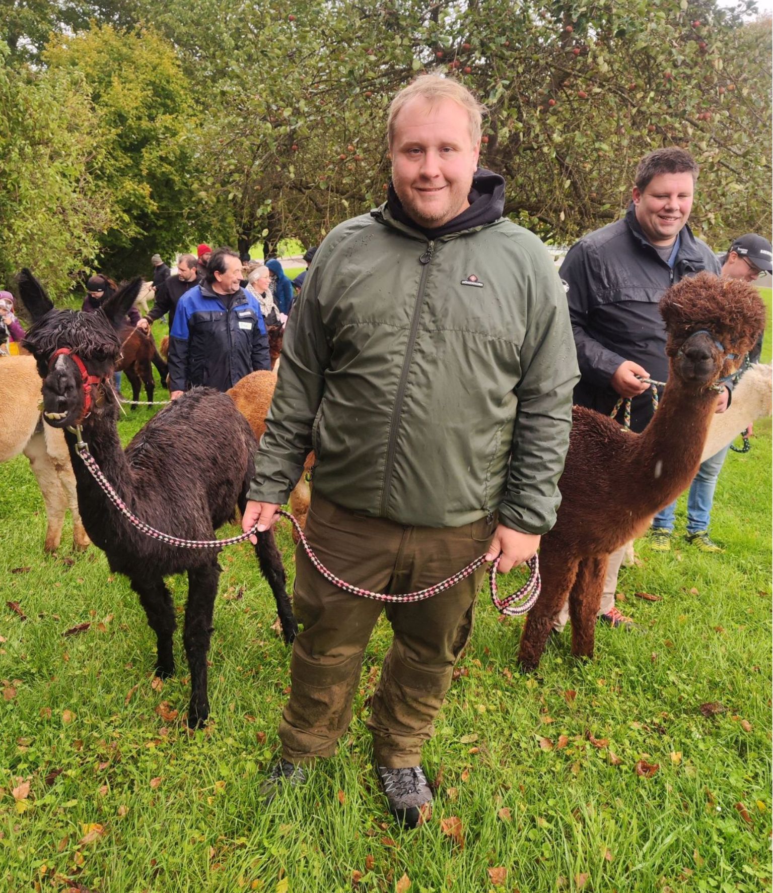 Mann mit Alpakas in der Natur.
