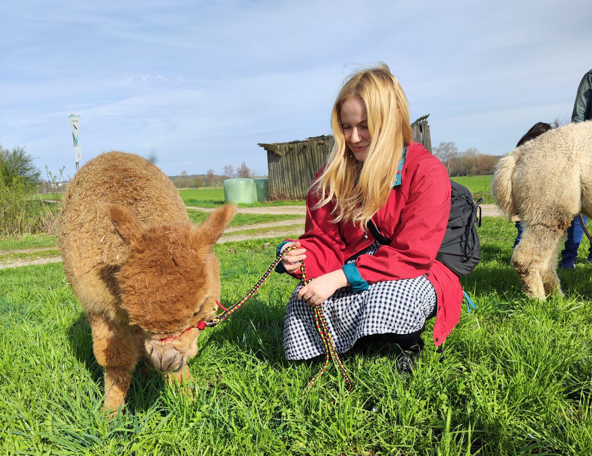 Auszeit Alpakawanderung - Schönenberg Alpakas Teilnehmerin mit Romeo Alpaka