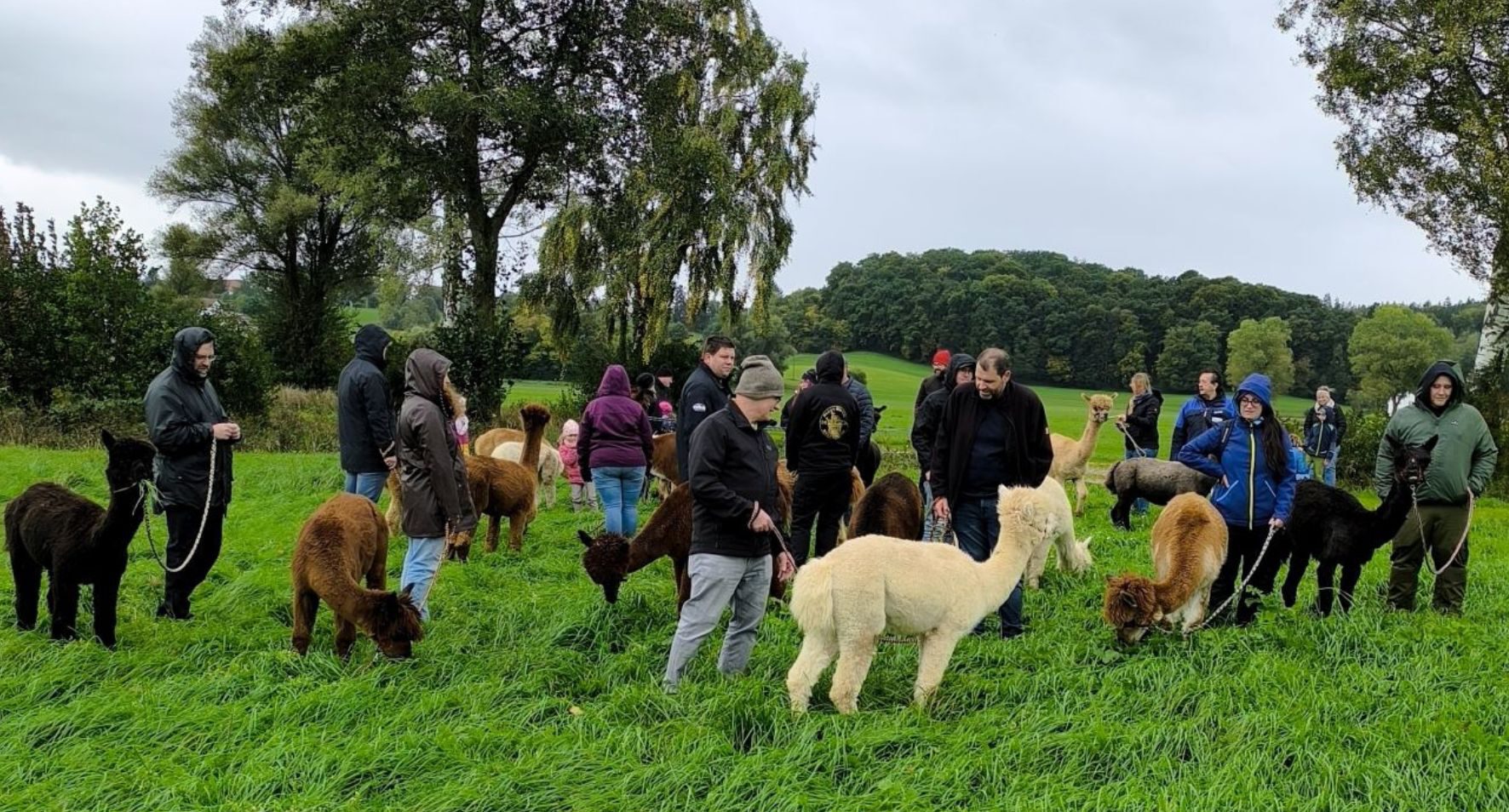 Alpakas auf einer grünen Wiese.