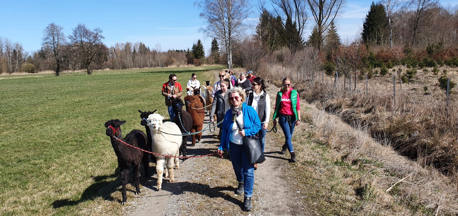Alpakawanderung im Landkreis Günzburg