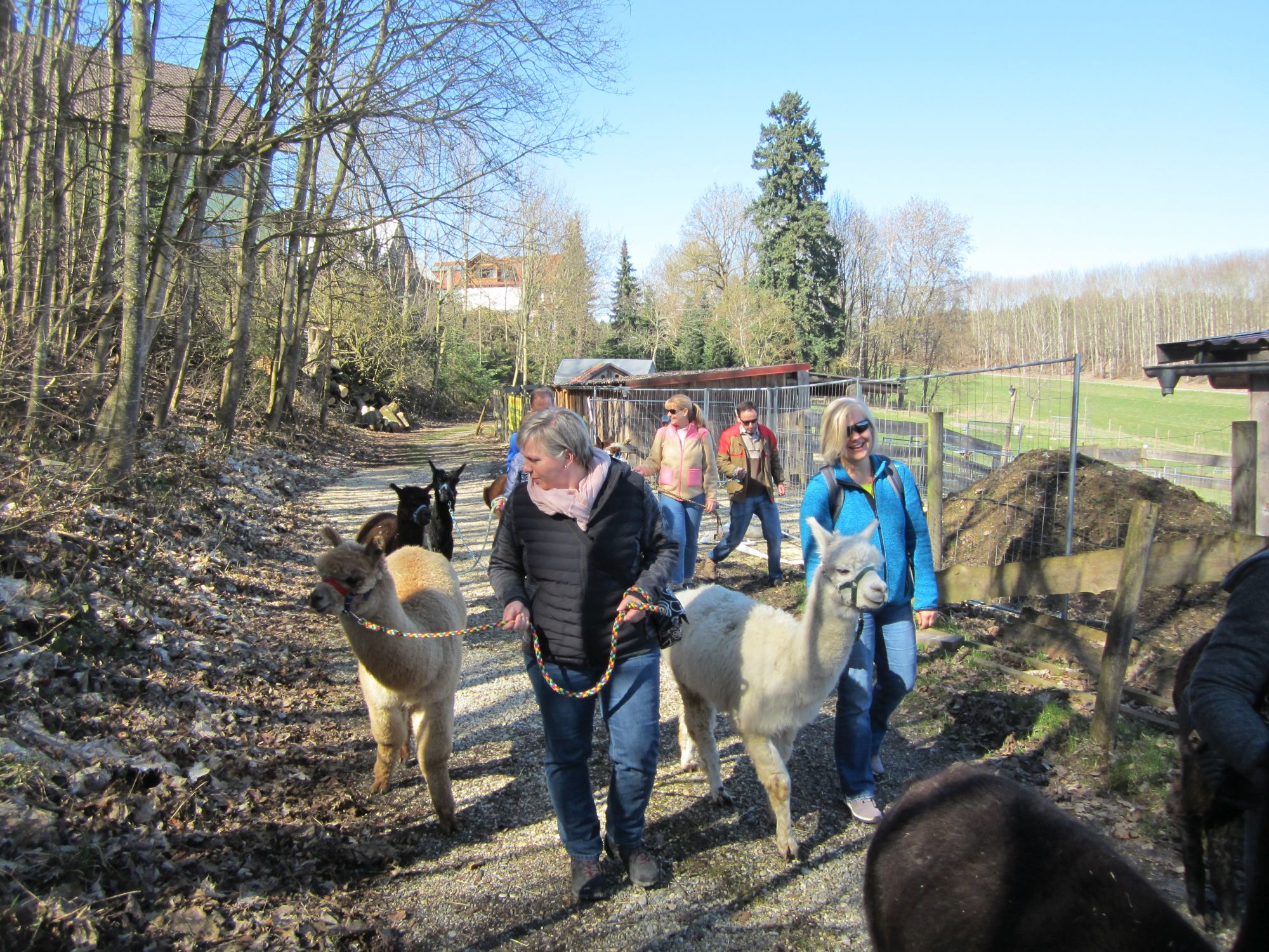 Alpakawanderung in Bayern