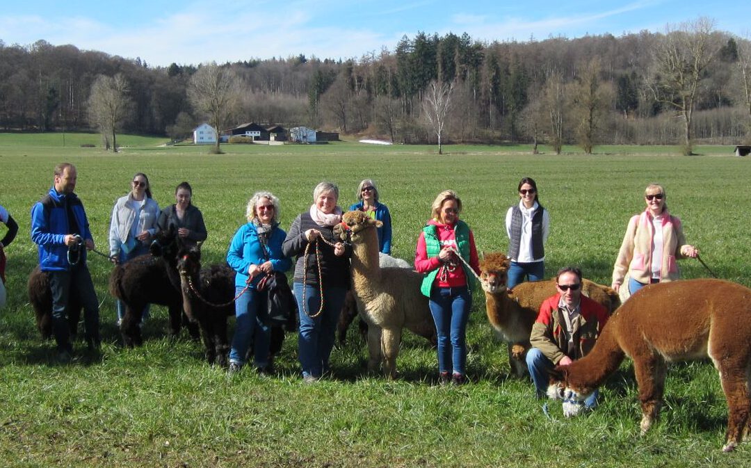 Früh­ling auf dem Alpak­ahof