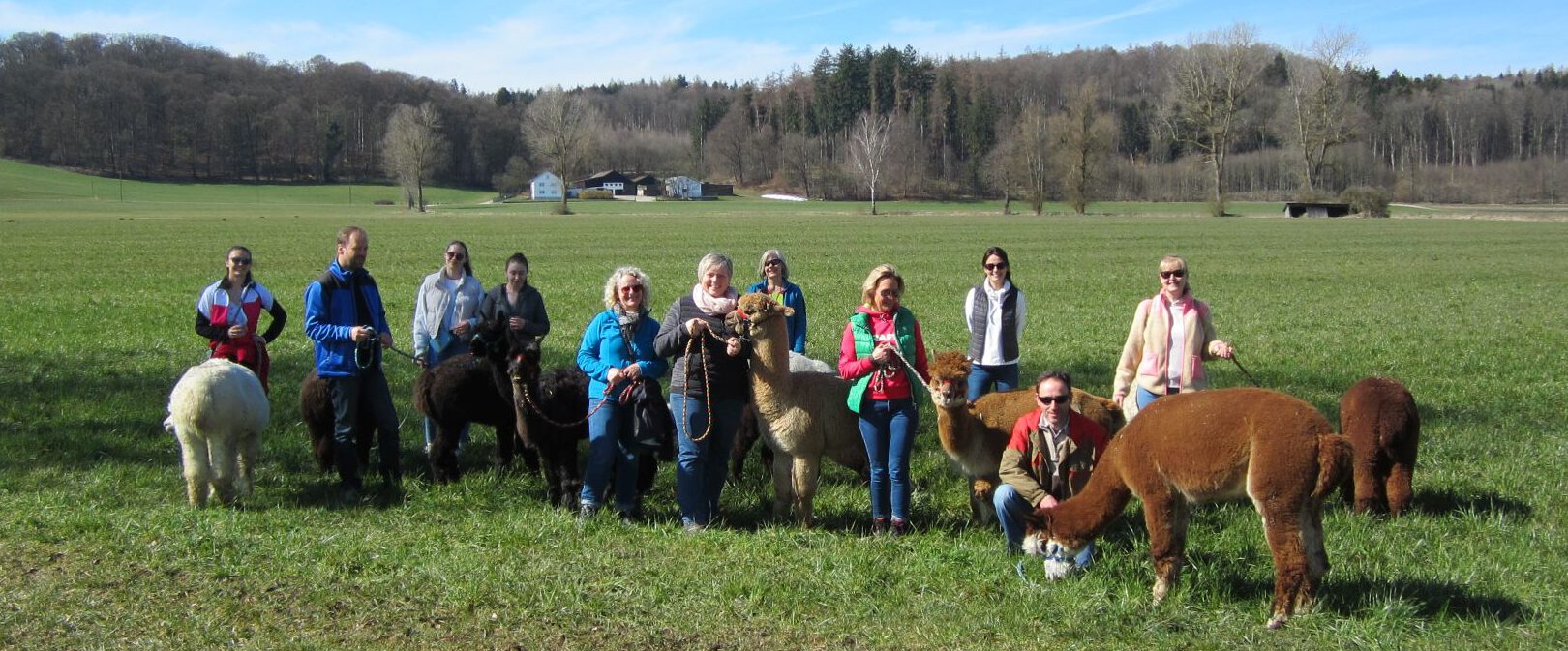 Alpakawanderung bei Augsburg