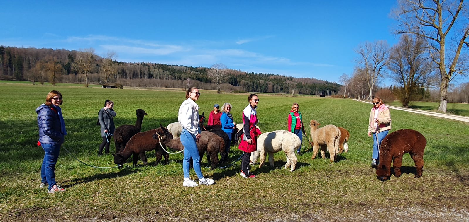 Alpakawanderung bei Ulm