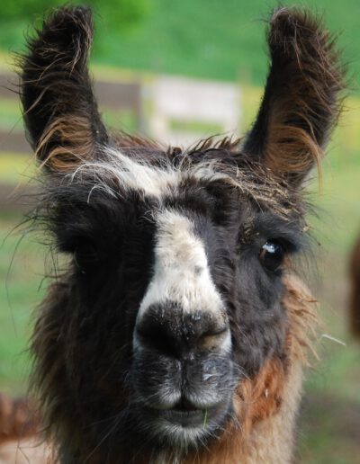 Nahaufnahme vom Kopf von Lama Carlos.