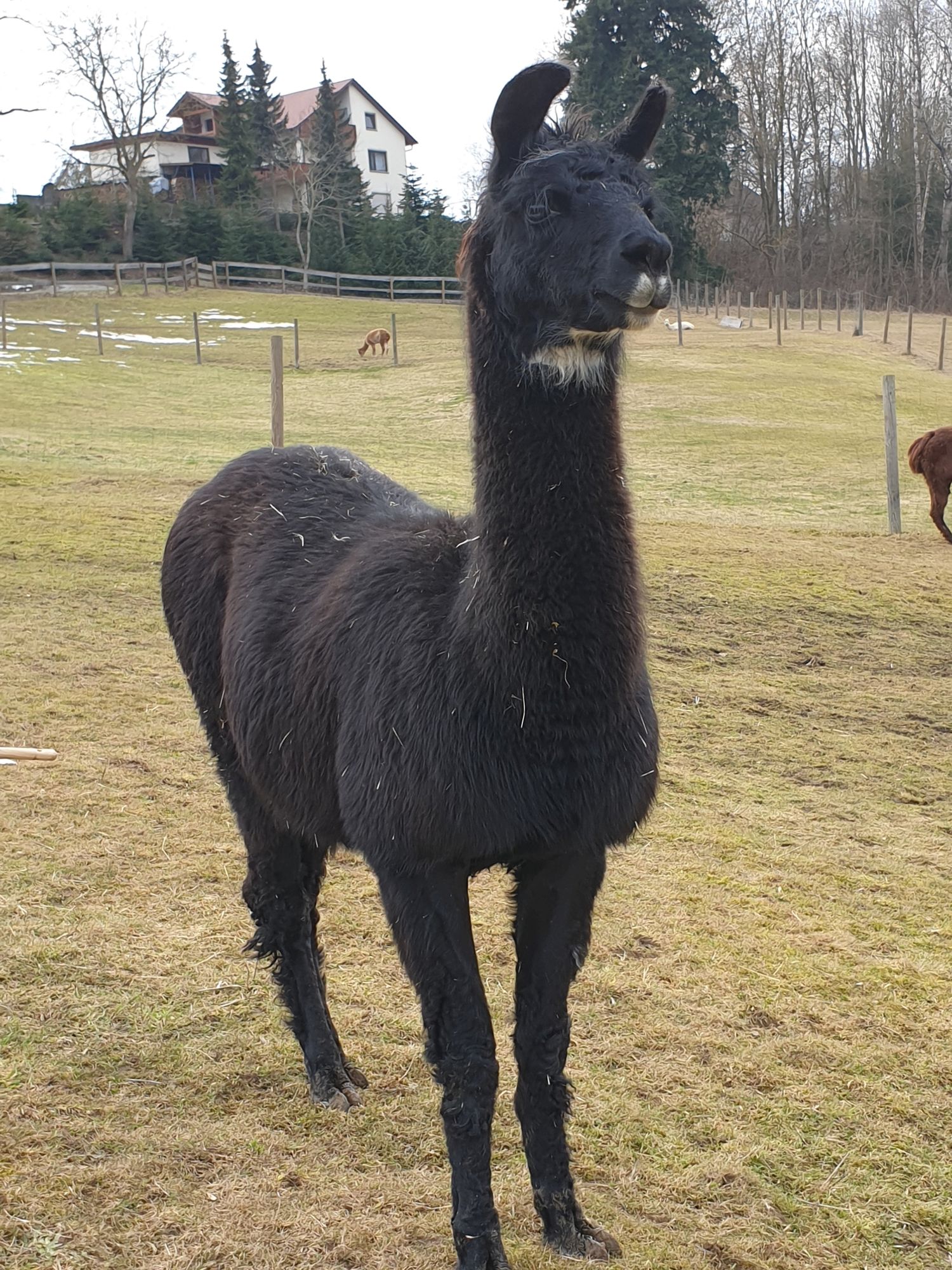 Chico Schoenenberg Alpakas