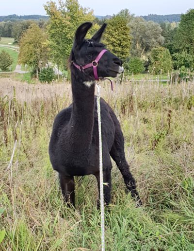 Chico Schönenberg Alpakas