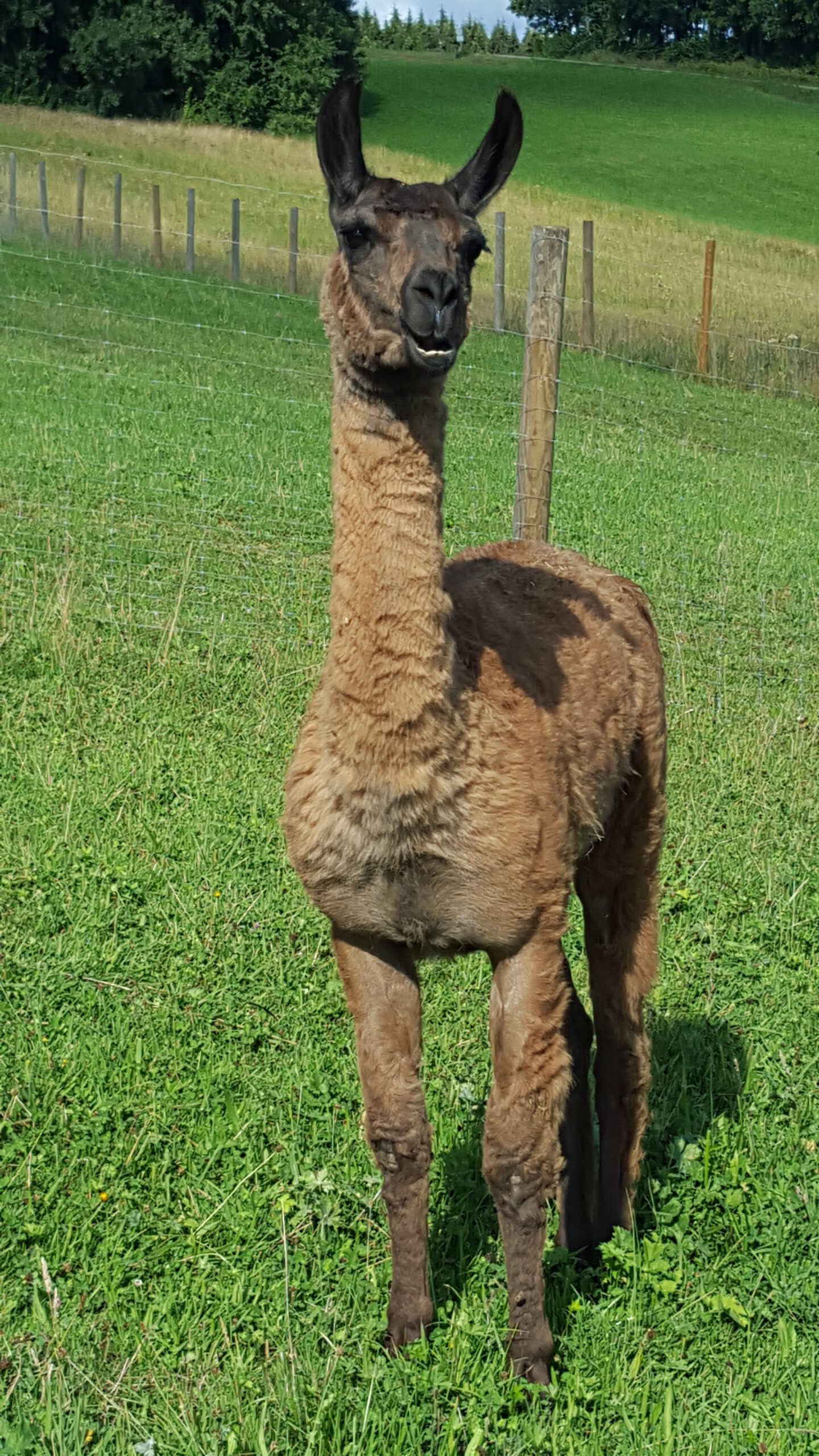 Eras Schoenenberg Alpakas scaled