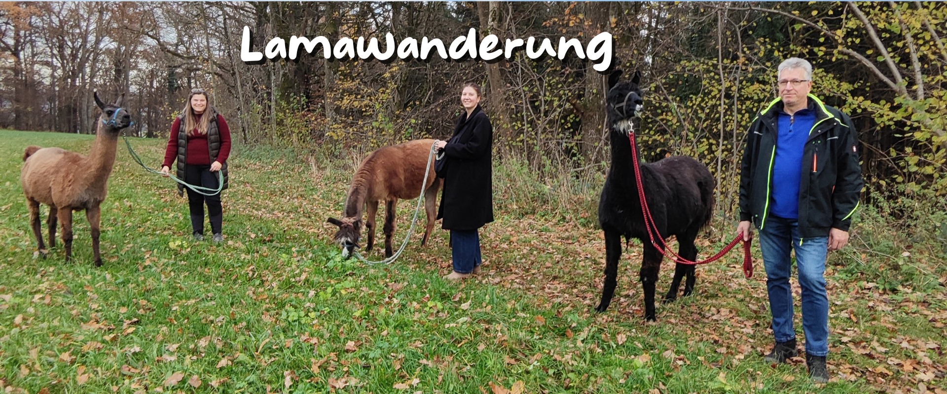 Lamawanderung 4 Schoenenberg Alpakas