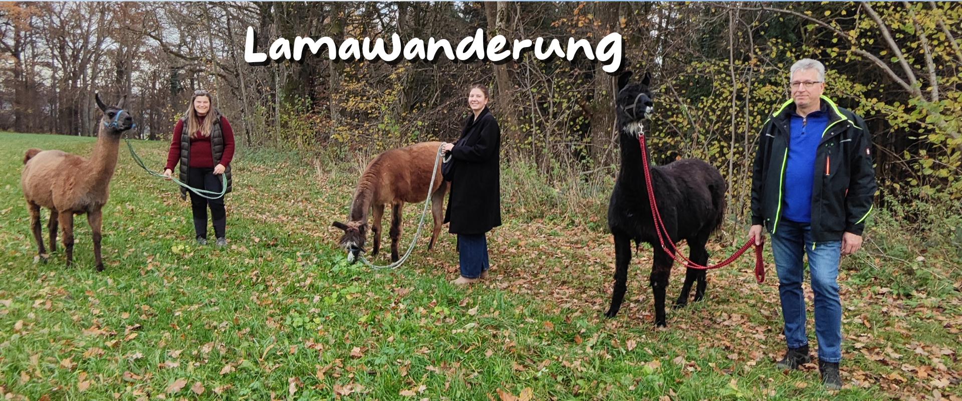 Lamawanderung 4 Schoenenberg Alpakas