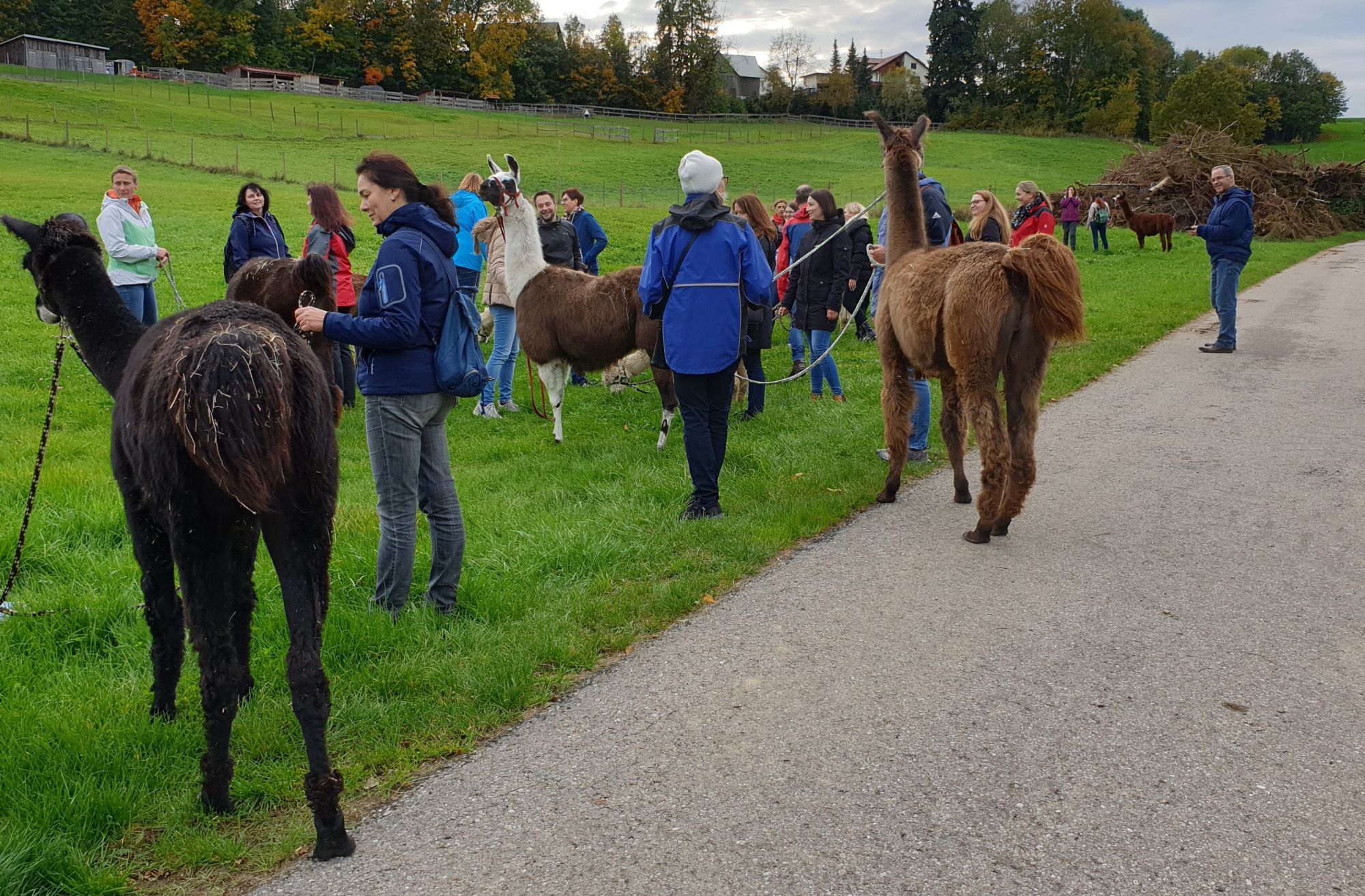 Lamawanderung Bayern