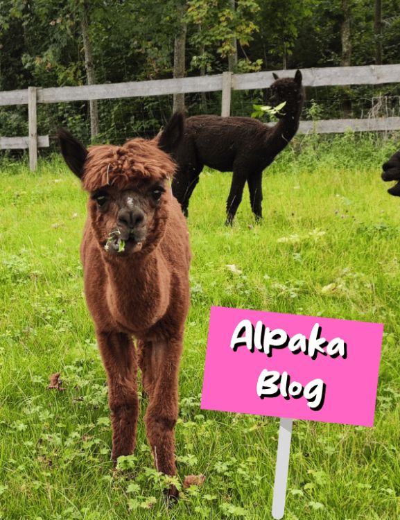 Alpaka-Blog Alpaka Blog