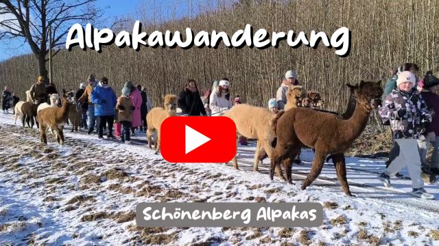 Schoenenberg-Alpakas-Videobild1 Bild für als button für das Video über eine Wanderung