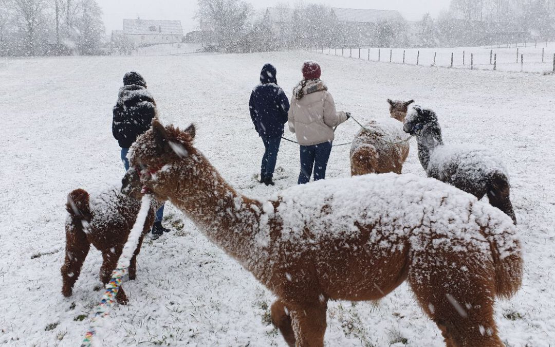 Alpa­ka­wan­de­rung im Win­ter