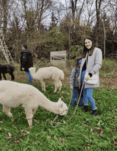 Alpaka genießt Gras