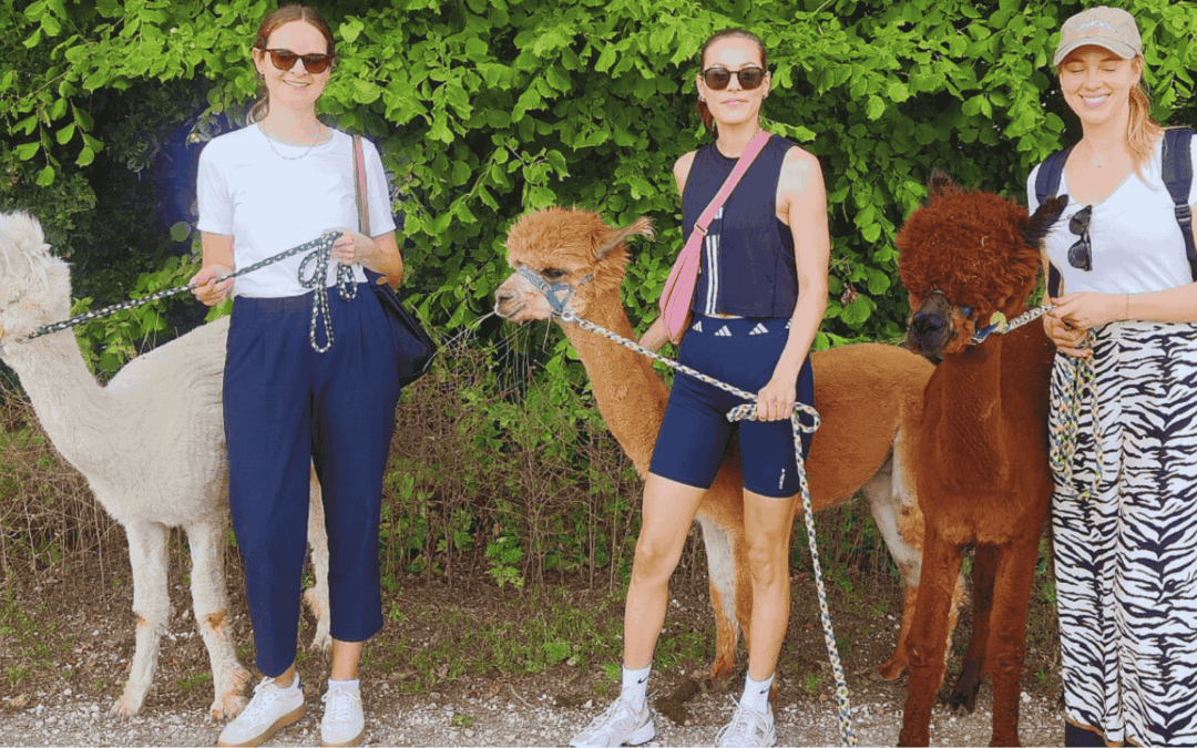 Mit Alpa­kas unter­wegs&nbsp;