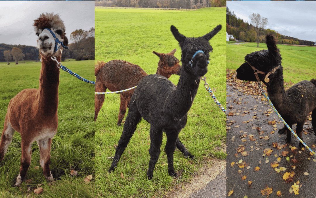 Pipi-Pau­sen, Gras­stopps und ande­re Din­ge, die bei Alpa­ka­wan­de­run­gen dazu­ge­hö­ren